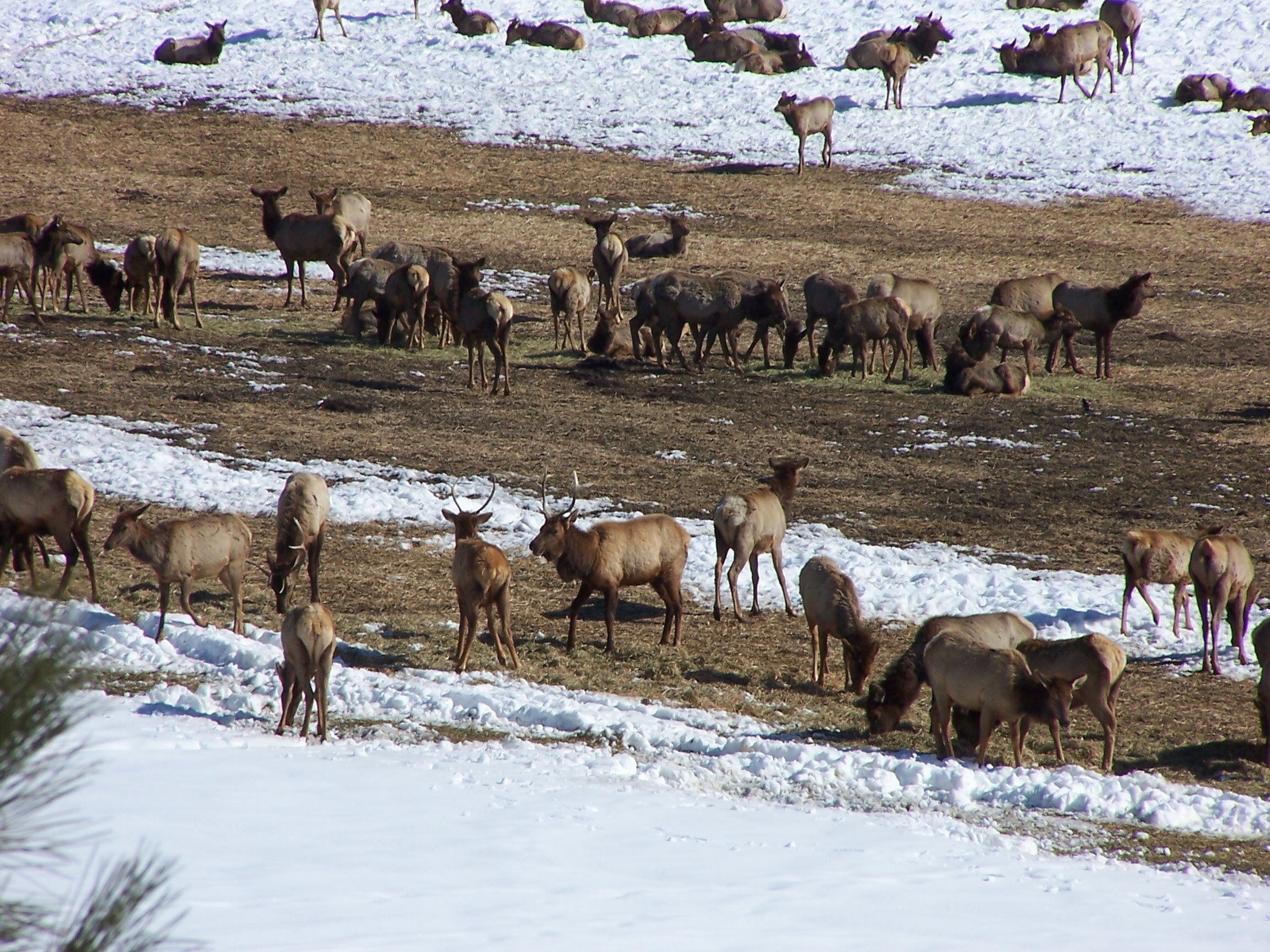 Several elk in a snow covered field.