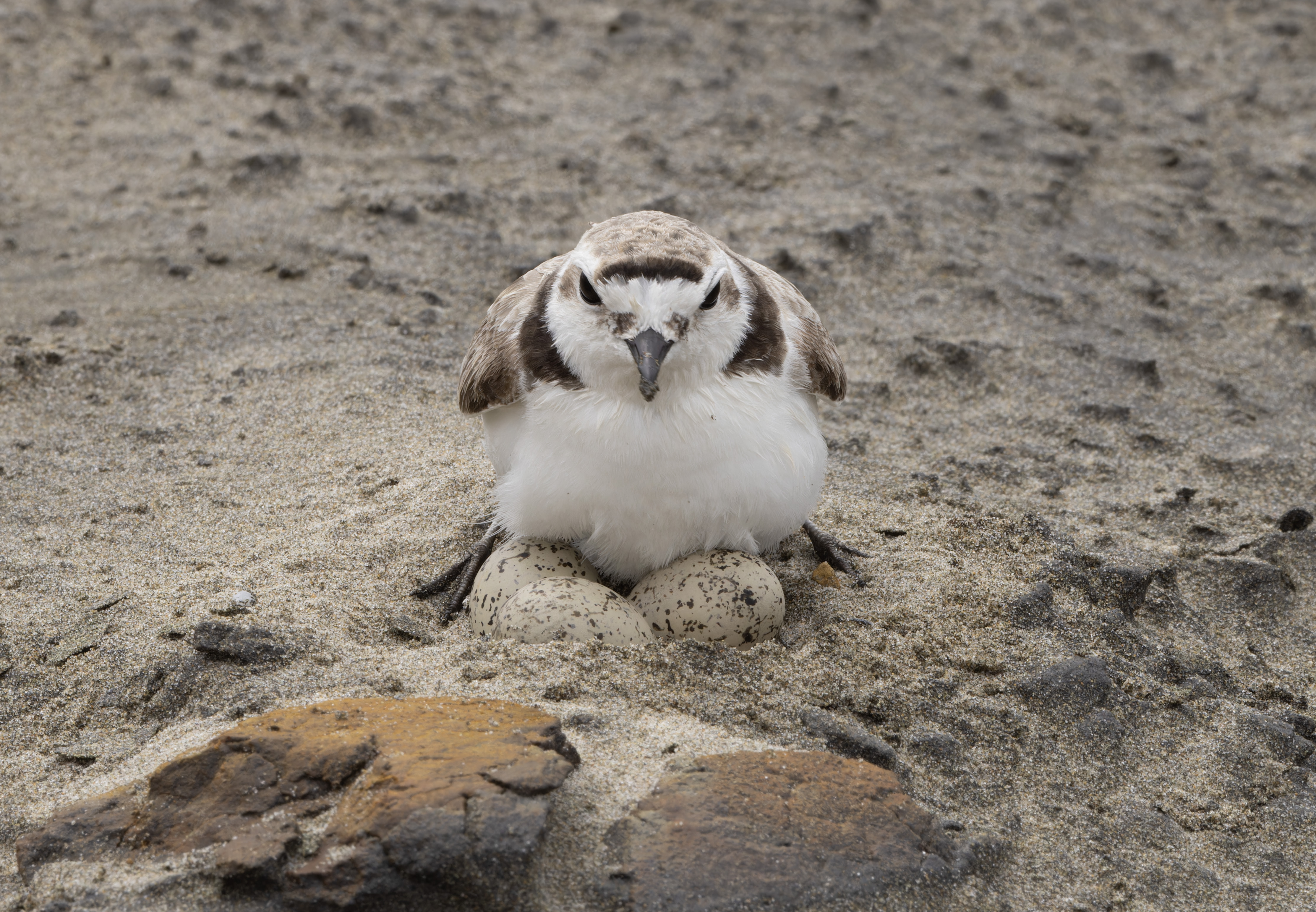 Small bird sitting on eggs on sandy ground.