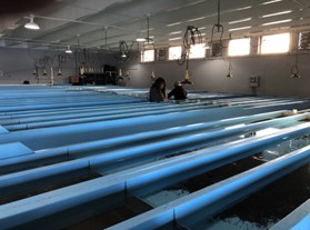 Staff inside a hatchery feeding fish