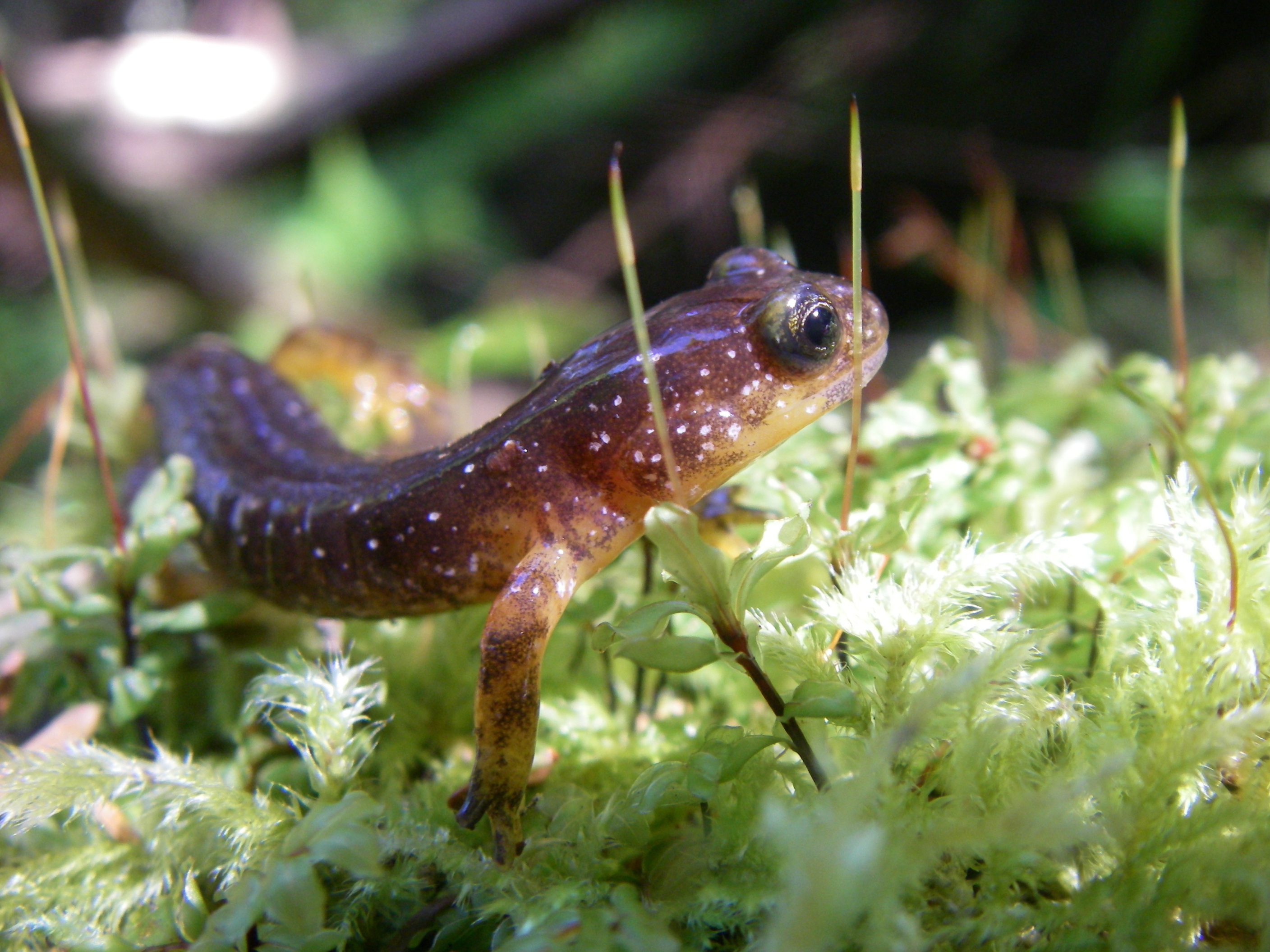 Small brown salamander seen on mossy ground.