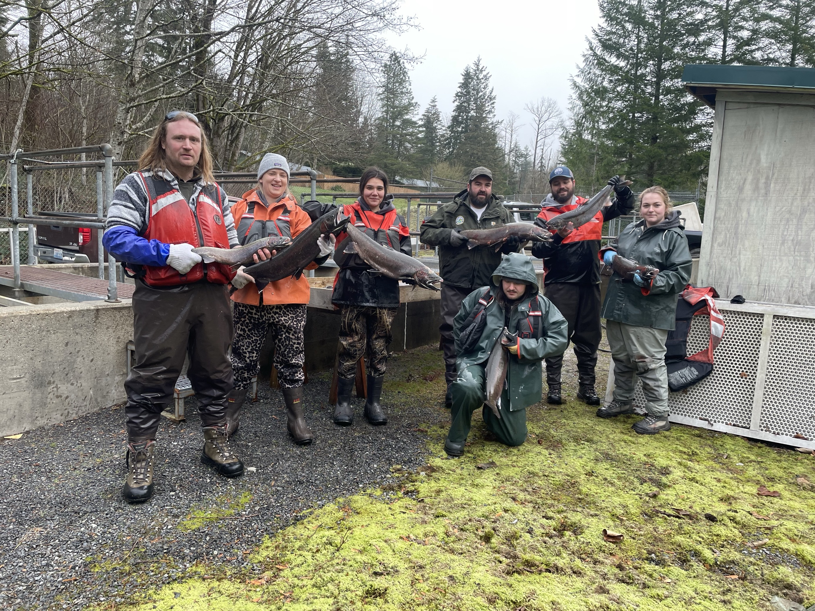 WDFW staff holding fish during spawning activities.
