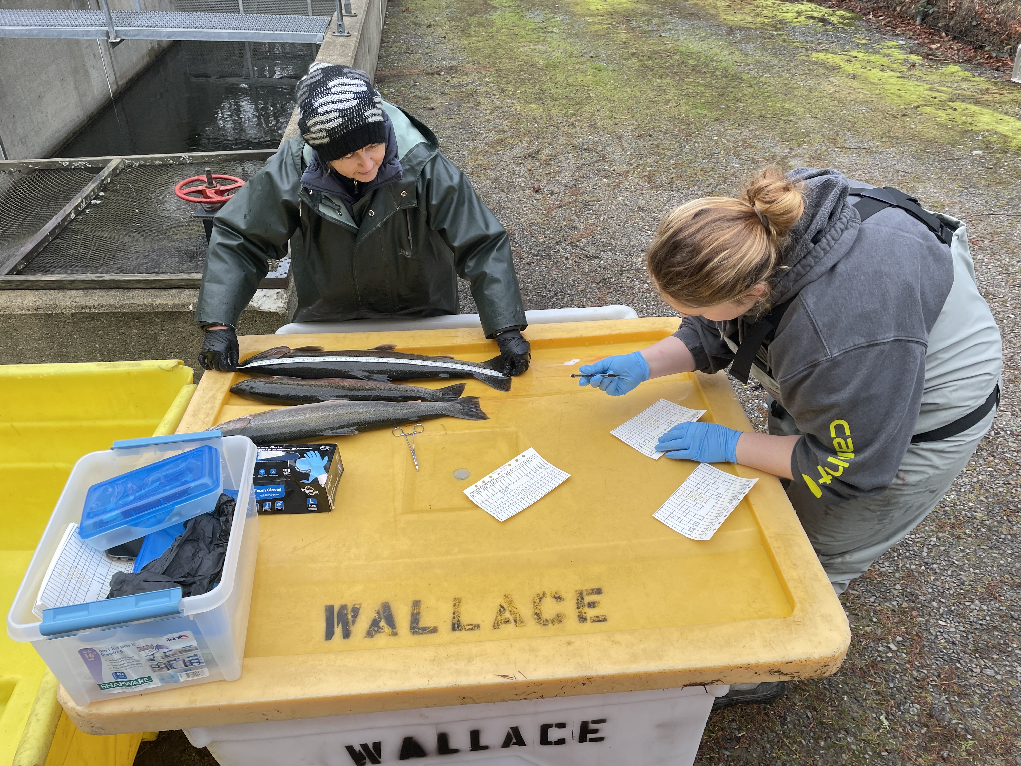 WDFW staff taking measurements of fish.