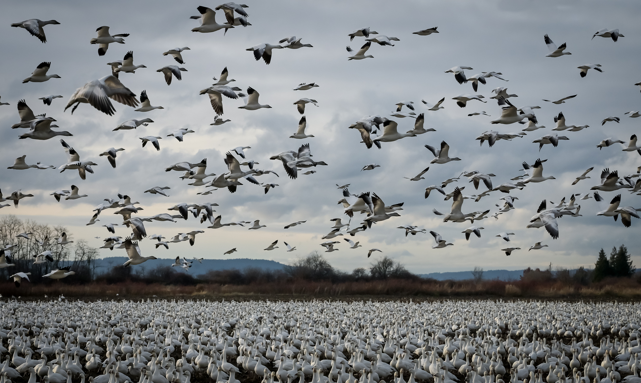 Flock of snow geese, with some in flight and some on ground.