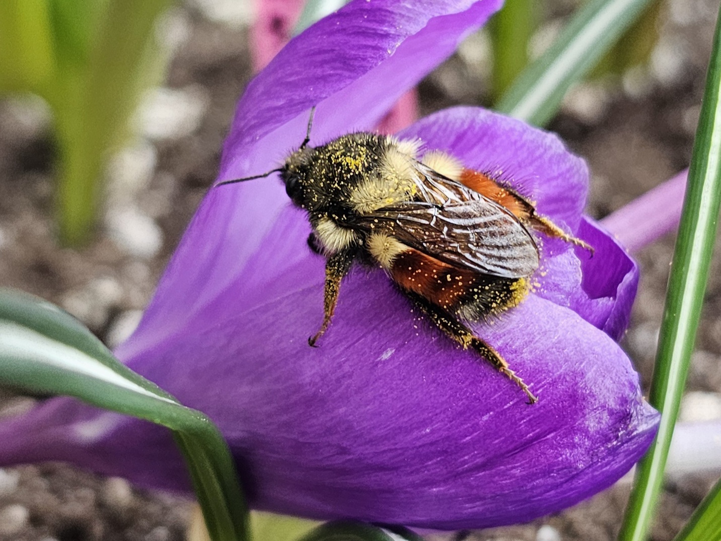 Bumble bee covered in pollen on a purple flower.