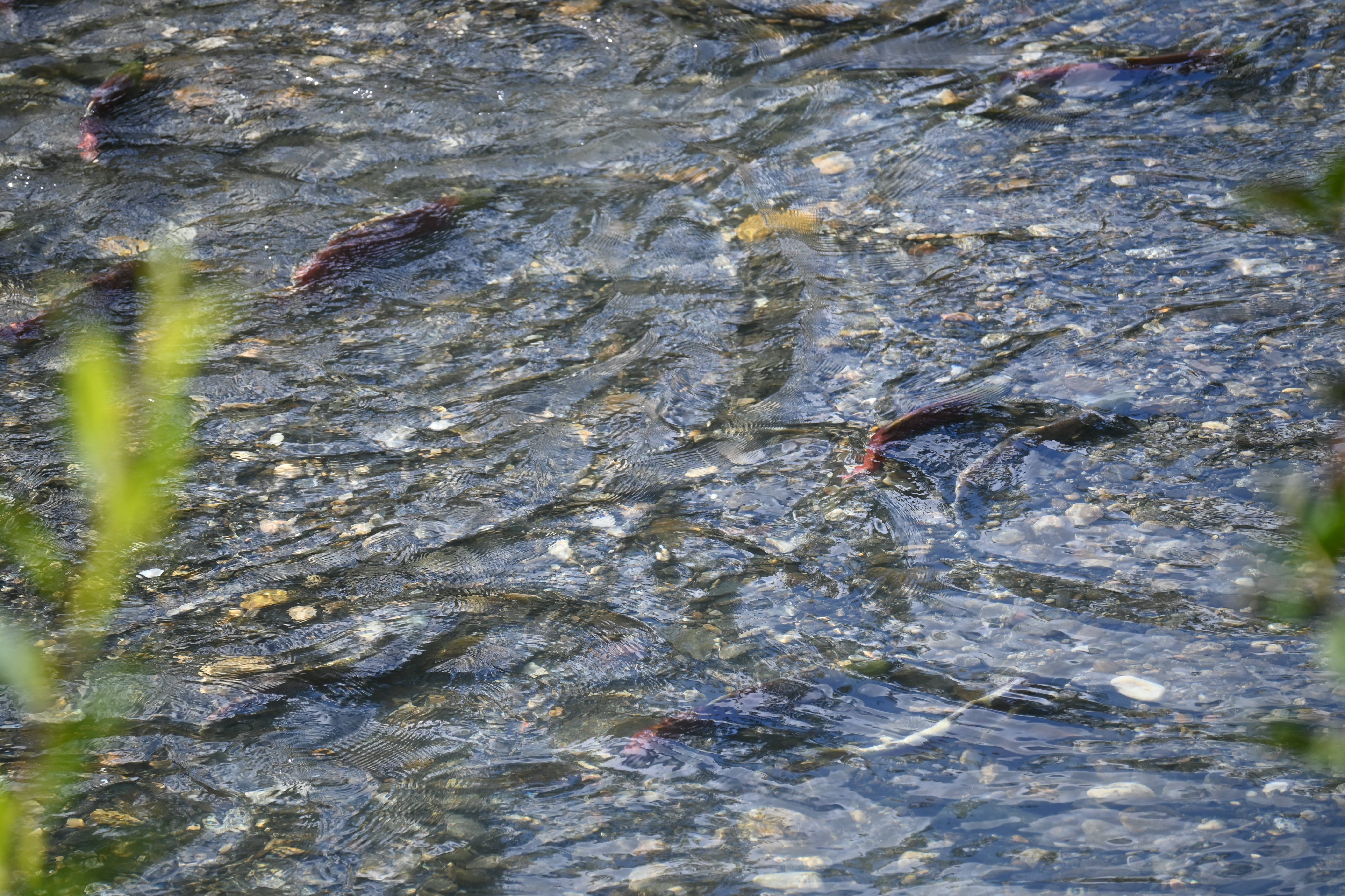 Several sockeye swimming in shallow waters.