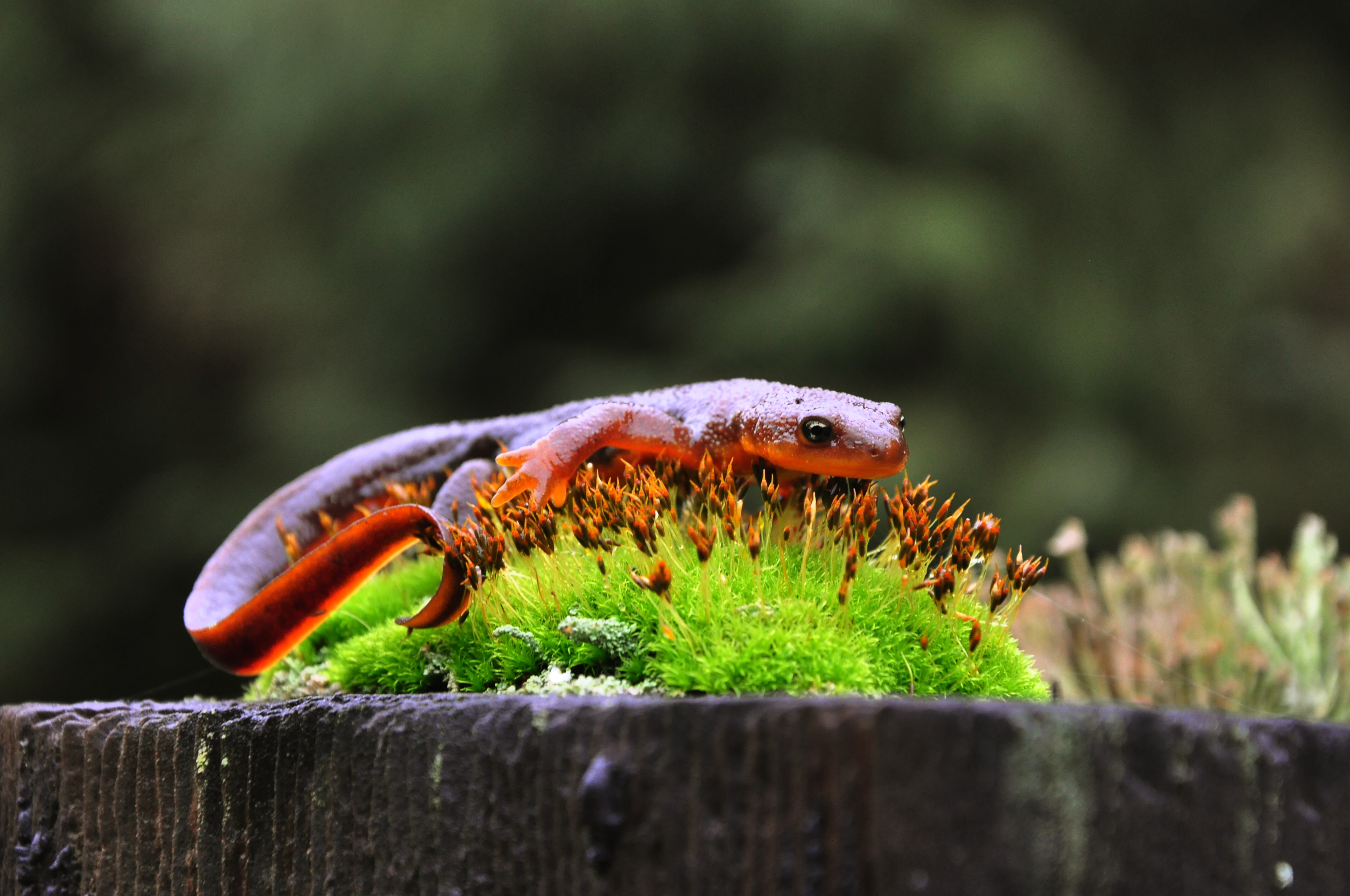 Small newt on a mossy stump