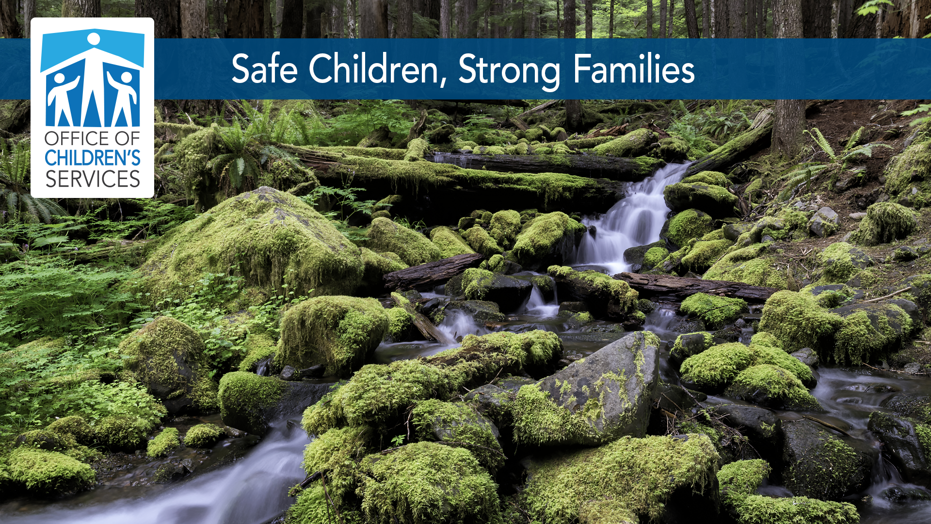 What you will be doing